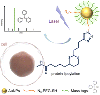 Chemoselective and laser cleavable probes for in situ protein lipoylation detection by laser desorption/ionization mass spectrometry