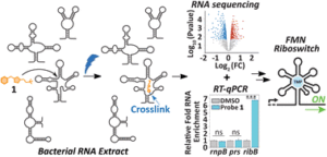 Chemotranscriptomic profiling with a thiamine monophosphate photoaffinity probe