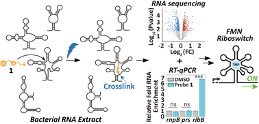 Chemotranscriptomic profiling with a thiamine monophosphate photoaffinity probe