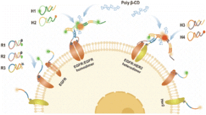 A supramolecular FRET signal amplification nanoprobe for high contrast and synchronous in situ imaging of cell surface receptor homodimers/heterodimers