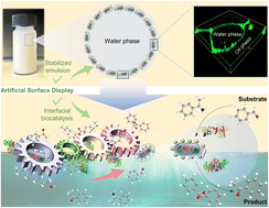 Protein-cell conjugates as artificial surface display for interfacial biocatalysis